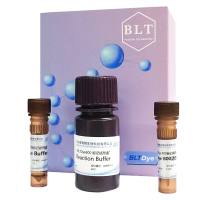 近红外荧光染料（BLTDye 800标记试剂盒）