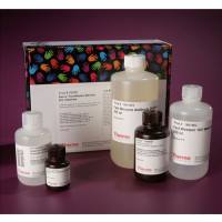 Thermo Scientific35050Pierce Fast Western Blot Kit, ECL Substrate快速蛋白质印迹试剂盒,ECL底物