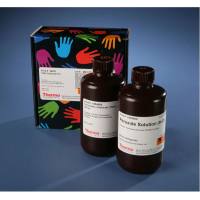 Thermo Scientific34021Pierce TMB Substrate Kit/TMB底物试剂盒