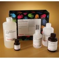 Thermo Scientific35060 Pierce Fast Western Kit, SuperSignal West Pico, Mouse Fast Western印迹试剂盒，皮克级，小鼠