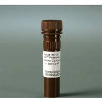 Thermo Scientific78441 Halt™Protease and Phosphatase Inhibitor Cocktail, EDTA-free (100X)/Halt™蛋白酶和磷酸酶混合抑制剂，不含EDTA（100X）