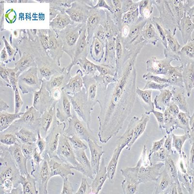 科研细胞