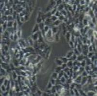 HT-29人结肠癌细胞