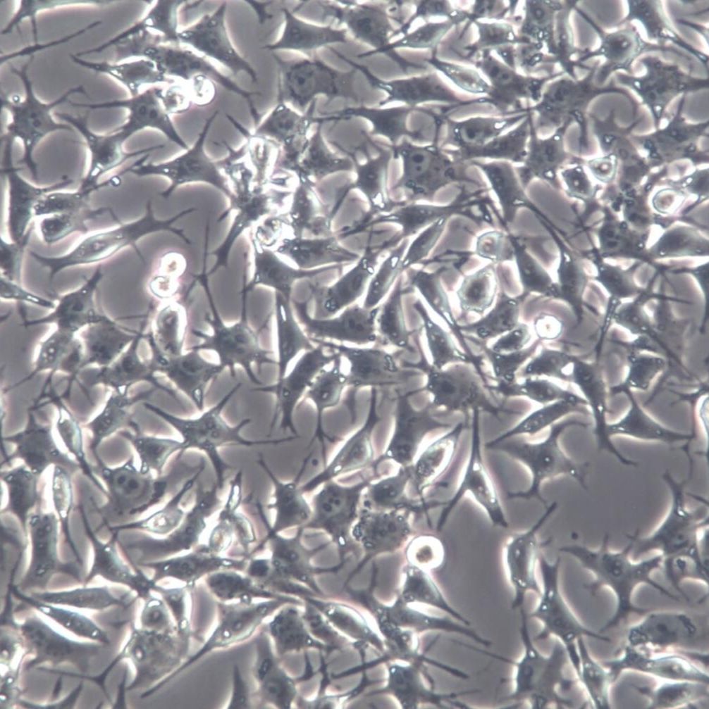 92-1-LUC、92-1-LUC细胞系、92-1-LUC细胞株、92-1-LUC人葡萄膜黑色素瘤细胞-荧光素酶标记 