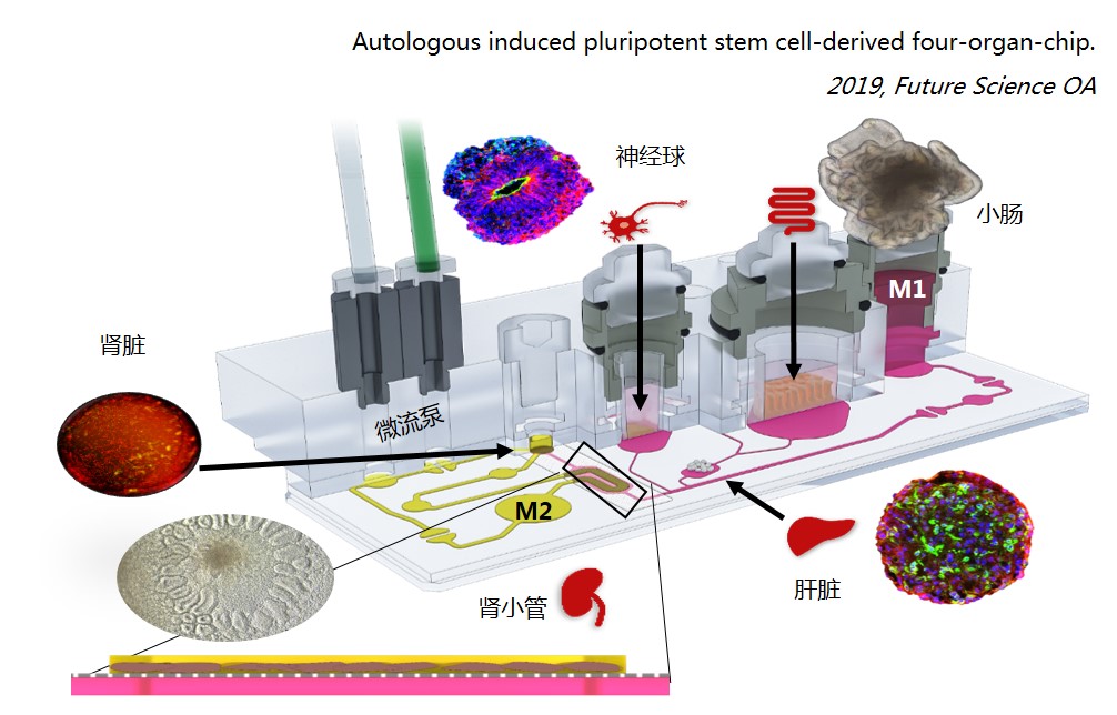 多个类器官串联共培养在药代动力学和药效学研究中的意义