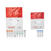 赛默飞InvitrogenA30008 Alexa Fluor 594 微量蛋白标记试剂盒