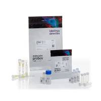 赛默飞Invitrogen A20182 Alexa Fluor 532 抗体标记试剂盒