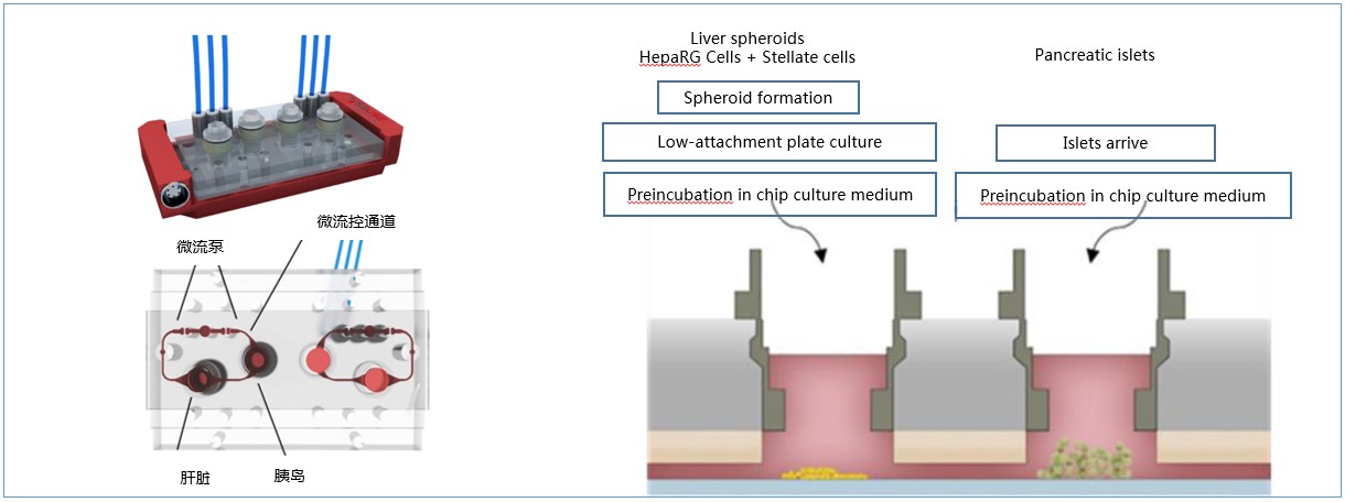 多个类器官串联共培养在疾病模型研究中的意义