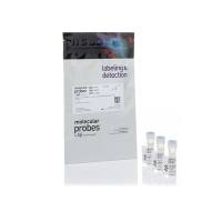 赛默飞Invitrogen A37570 Alexa Fluor 488 TFP 酯