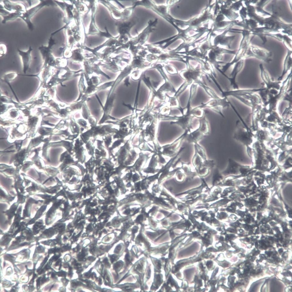 CT26-GFP小鼠结肠癌细胞-红色标记 