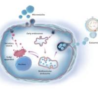 外泌体相关研究综合解决方案