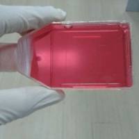 AMS2人干细胞因子单克隆抗体细胞株