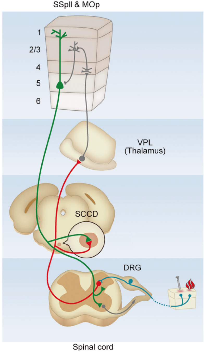 科技前沿 | 广东省智能院张旭院士研究团队发现一条传导痛觉的脊髓-皮层直接通路