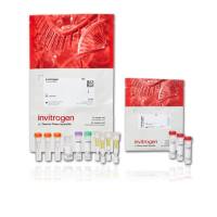 赛默飞InvitrogenP36015pHrodo™ iFL Green 微量蛋白标记试剂盒