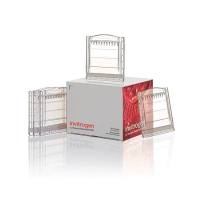 赛默飞Invitrogen NP0306BOX NuPAGE™ 10%, Bis-Tris, 1.0 mm, Mini Protein Gel, 2D-well