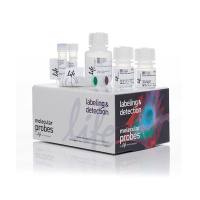 赛默飞Invitrogen C10429 Click-iT HPG Alexa Fluor 594蛋白合成检测试剂盒