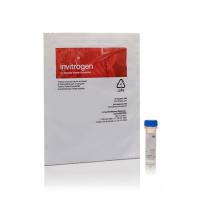 赛默飞InvitrogenP36600 pHrodo Red,琥珀酰亚胺酯 (pHrodo Red, SE)