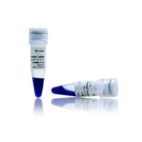 赛默飞InvitrogenLC5615 iBright™ Prestained Protein Ladder