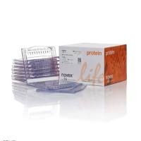 赛默飞InvitrogenNW00105BOX Bolt™ 10%, Bis-Tris, 1.0 mm, Mini Protein Gel, 15-well