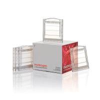 赛默飞Invitrogen BN1001BOX NativePAGE™ 3 to 12%, Bis-Tris, 1.0 mm, Mini Protein Gel, 10-well