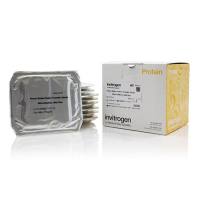 赛默飞InvitrogenPB3210 Power Blotter Select 转印膜组,硝酸纤维素,微型