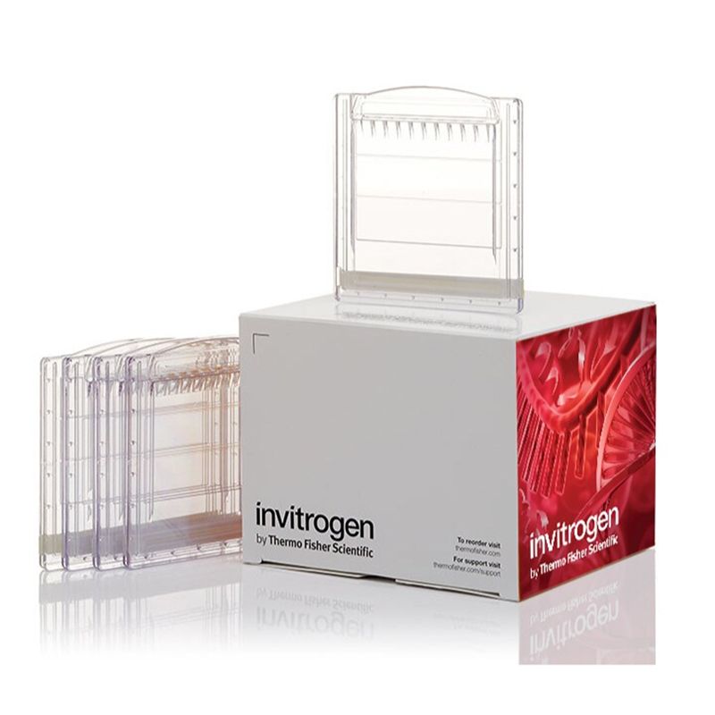 赛默飞Invitrogen XP10200BOX Novex™ WedgeWell™ 10 to 20%, Tris-Glycine, 1.0 mm, Mini Protein Gel, 10-well
