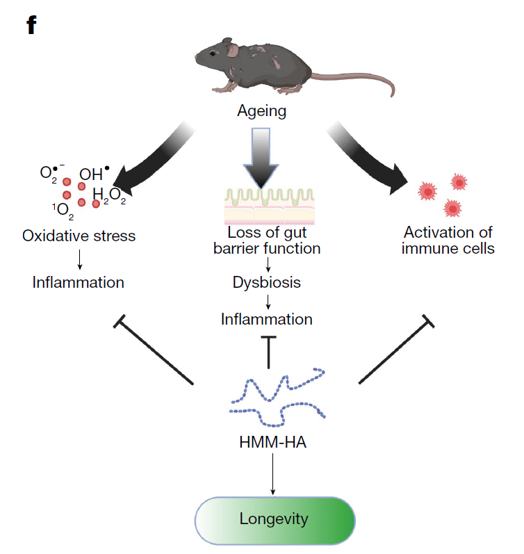 《Nature》发布最新成果：裸鼹鼠与癌症绝缘源于体内丰富的透明质酸，该机制可推广至其他物种！