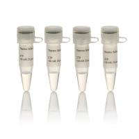 Thermo Scientific R0481 NTP Set, 100 mM Solution