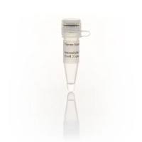 Thermo ScientificR1101Aminoallyl-dUTP Solution (50 mM)