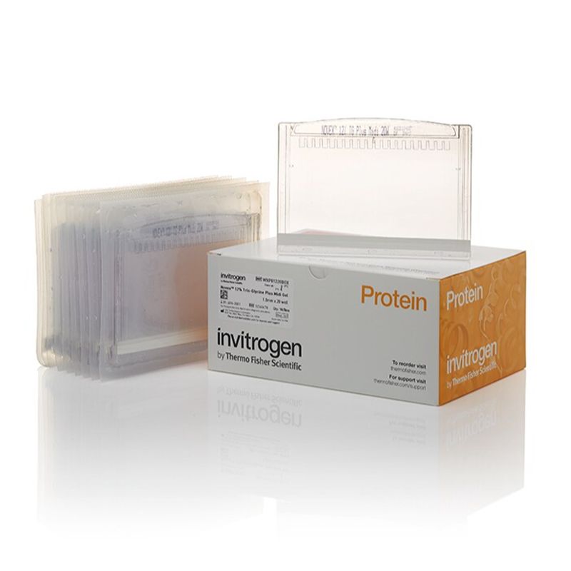 赛默飞InvitrogenWXP01012BOX Novex™ 10% Tris-Glycine Plus, 1.0 mm, Midi Protein Gels, 12+2-well
