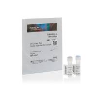 赛默飞InvitrogenS34900SYTO Deep Red Nucleic Acid Stain, for live cells