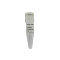 Thermo ScientificR0531TurboFect Transfection Reagent/TurboFect 转染试剂