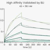 GPRC5D Protein, Human, Recombinant, Fluorescent, VLP