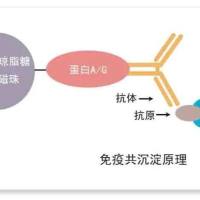 免疫共沉淀 CO-IP实验