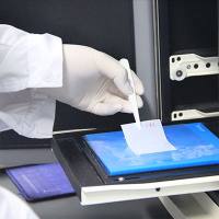 WB(蛋白质免疫印迹)