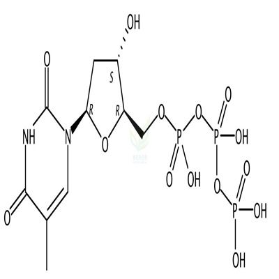 脱氧胸苷三磷酸  CAS号：365-08-2