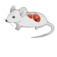 行为绝望造模抑郁症模型