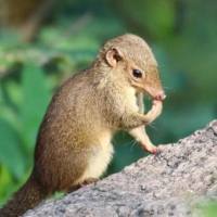 树鼩Tupaia belangeri