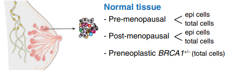 乳腺组织单细胞悬液制备