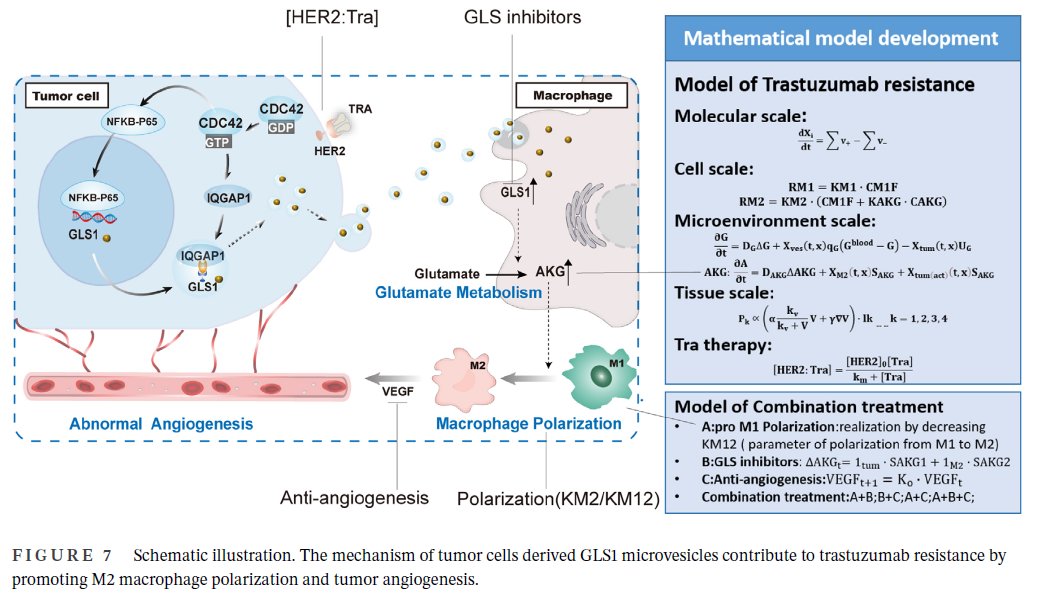 论文分享 | 驱动M2巨噬细胞极化，挑战HER2阳性胃癌耐药治疗研究