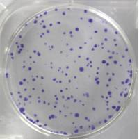 细胞克隆形成实验