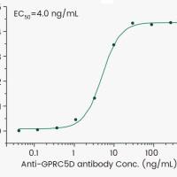 全长跨膜GPRC5D重组蛋白