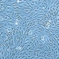 原代细胞分离和培养