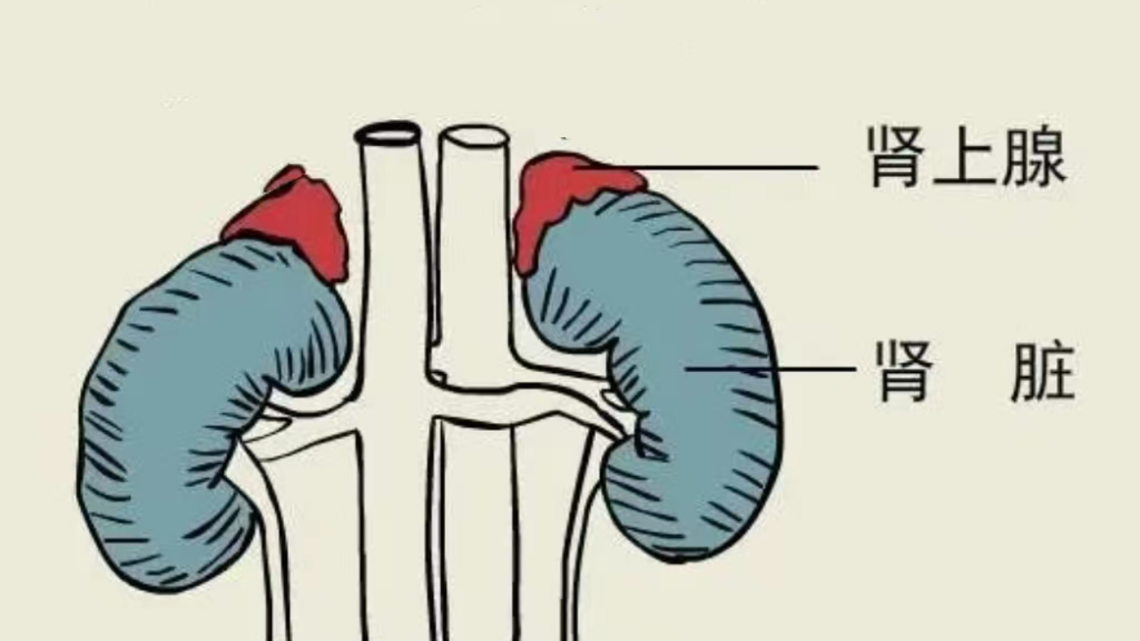 定位若出现一侧增粗,另一侧有瘤或都增粗,都有瘤,肾上腺是维持生命最