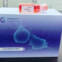 兔小梁网细胞/免疫荧光鉴定/镜像绮点（Cellverse）