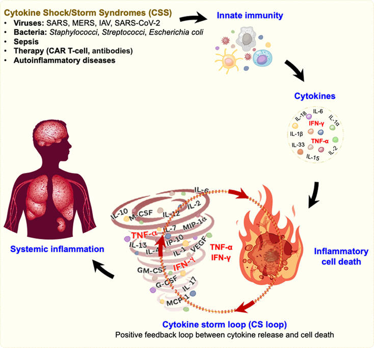 干货 | 常见的细胞因子及其应用