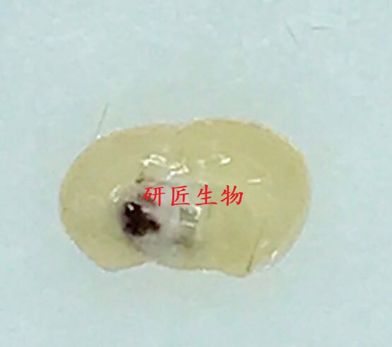 大小鼠自体血注射脑出血模型