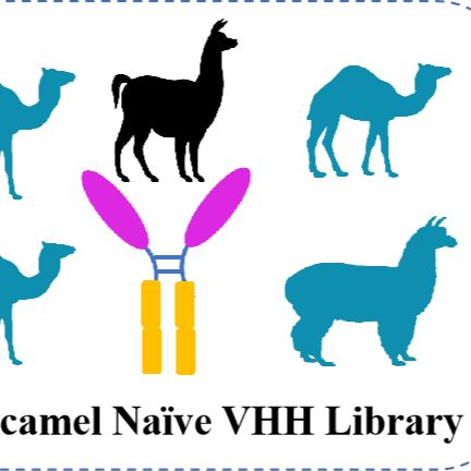天然骆驼纳米抗体库（VHH）