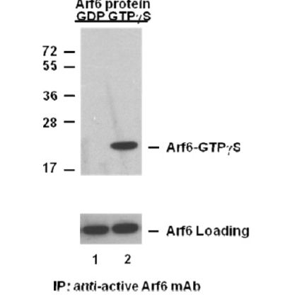 Arf6-GTP 小鼠单抗