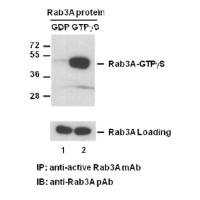 Rab3-GTP 小鼠单抗